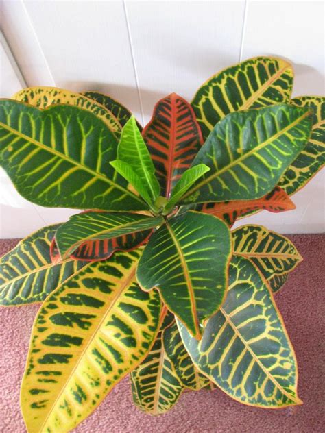 Free plant identification app uk. Free Plant Identification | Plant identification, Plants ...