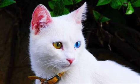 turkish van cat cat breeds