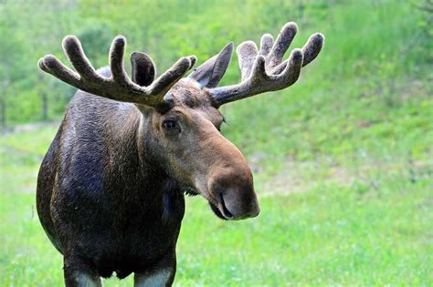 Moose Shed And Regrow Their Antlers Every Year When The Antlers Regrow
