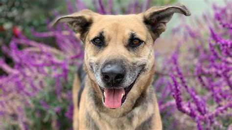 San diego animal welfare coalition statistics. Pet of the Week - Annie | Video | San Diego County News Center