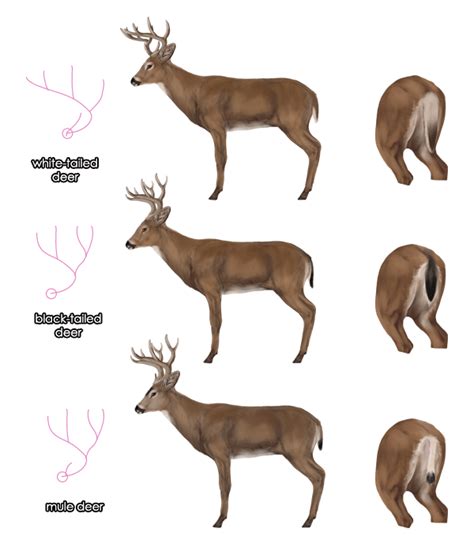 Deer Antler Identification Chart