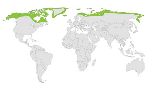 where do arctic foxes live location map Where do arctic foxes live map