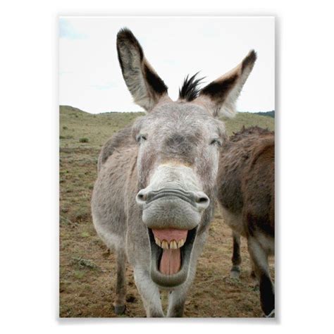 Donkey Smile Photo Print Tapclick To Personalize And Buy Photoprint
