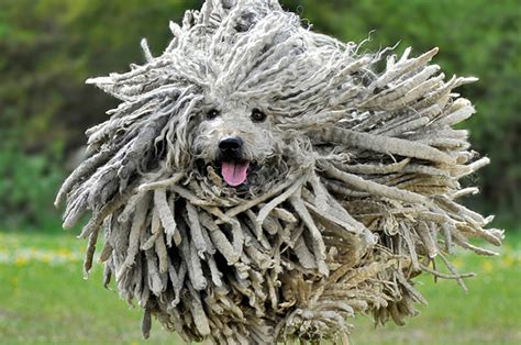 10 Weirdest Dog Breeds