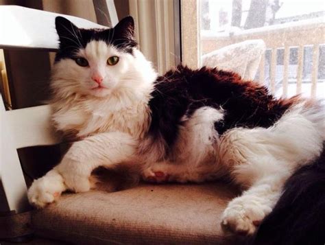 Adopt Freddy On Petfinder Indoor Cat Cat Adoption Long Haired Cats