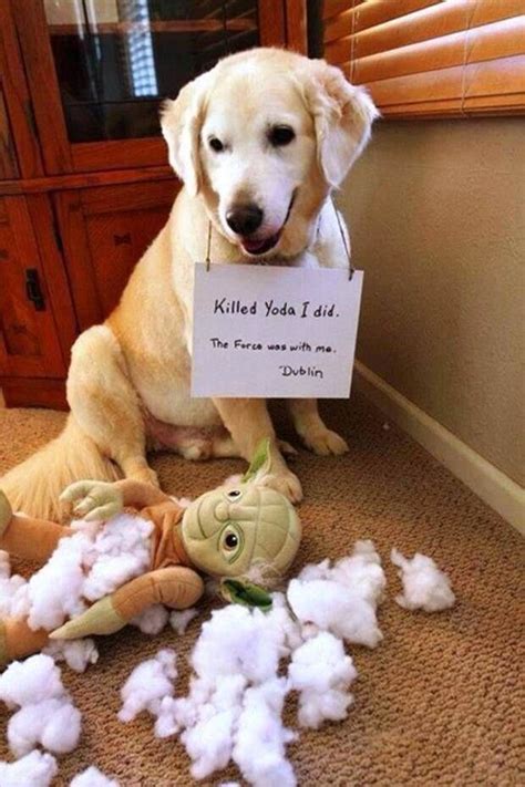 80 Best Images About Naughty Dogs On Pinterest Funny Zoos And Sexy
