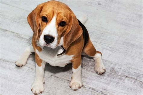 How To Tell If Your Beagle Is Overweight Recommended Weight