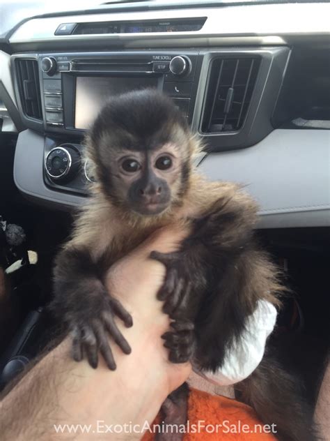 Baby Capuchin Monkeys For Sale We Are The Experts Financing