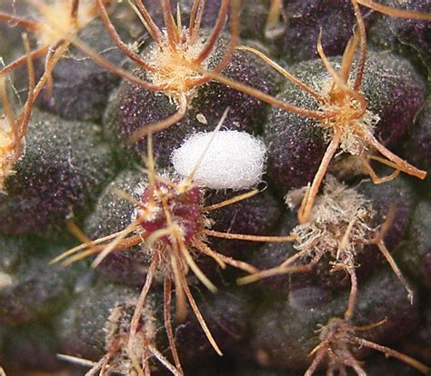 Mealybugs On Cactus