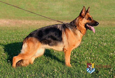 Black And Red German Shepherd Puppies