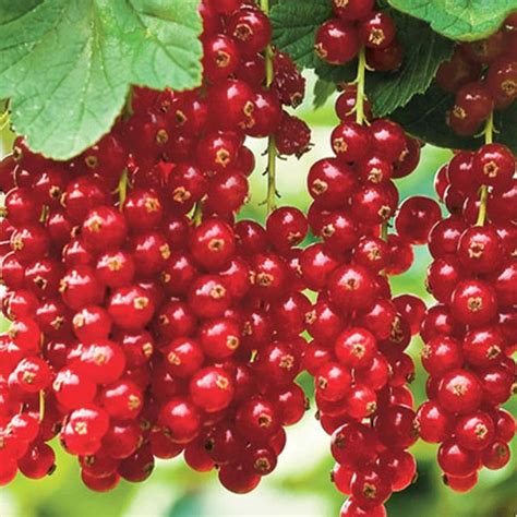 Red Currant Bush In 2020 Currant Bush Fast Growing Shrubs Growing
