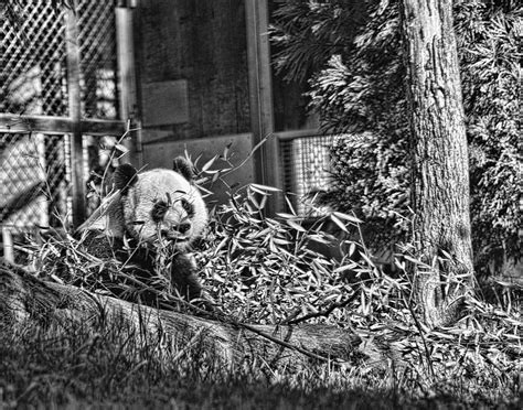 Panda Feast Photograph By Jody Lovejoy Fine Art America