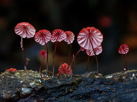 Steve Axford On Capturing The Beautiful World Of Fungi