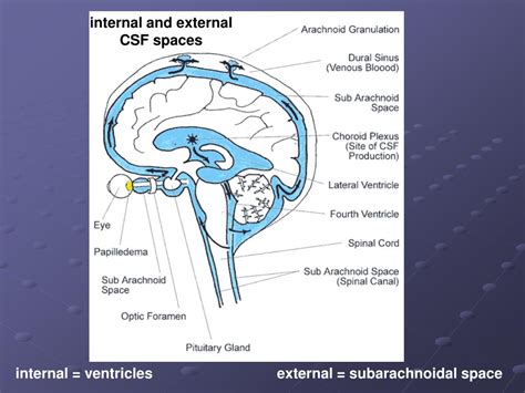 Ppt Blood Supply To The Brain The Cerebrospinal Fluid Csf