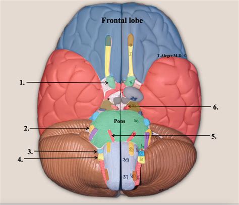Brain Inferior View Including Cranial Nerves Model I Diagram Quizlet