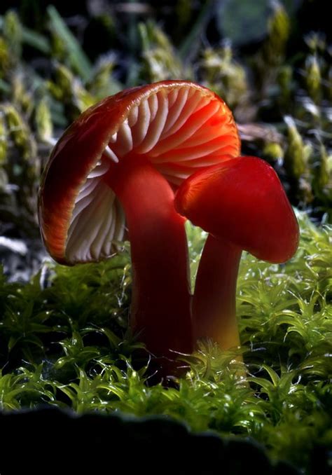 Memorable And Minute Mushroom Photography Bored Art
