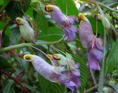 Flowers Of The World That Look Like Animals Insects Or People Owlcation