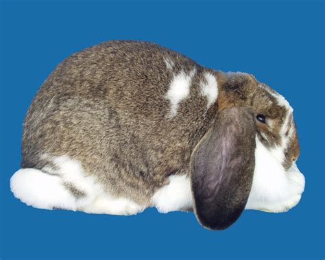 Rabbit Photos