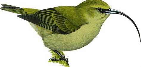 Top 10 reasons why animals and plants go extinct. 10 amazing birds that have gone extinct | BirdLife