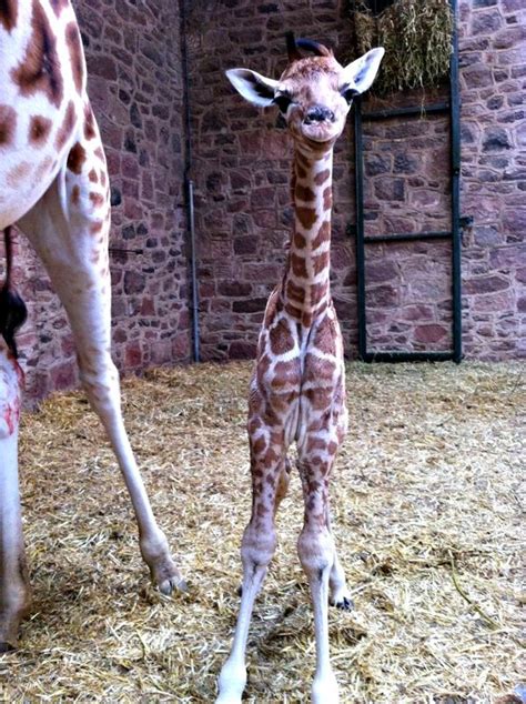 Rare Rothschilds Giraffe Born At Chester Zoo Zooborns