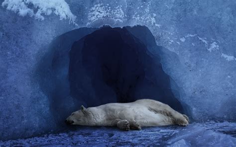 Polar Bear Sleeping In Cave Hd Wallpaper Wallpaper Flare