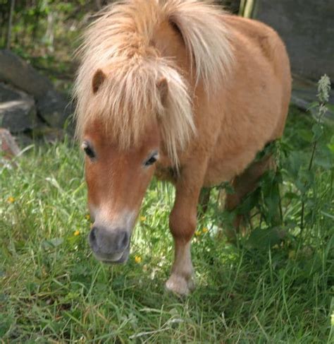 Pony Patter Updates Pet Samaritans