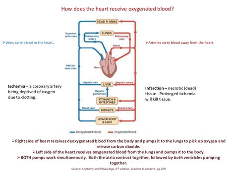 The haemoglobin is red protein responsible for carrying oxygen to the blood. How does heart receive oxygenated blood