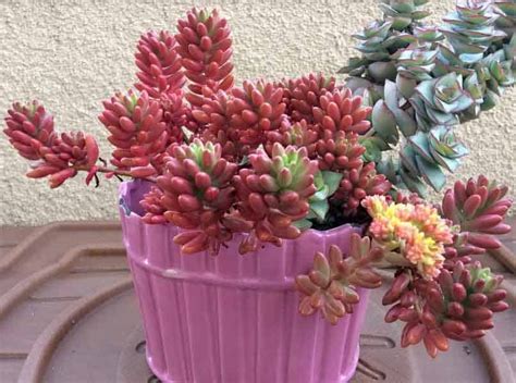 Sedum Rubrotinctum Aurora Pink Jelly Beans Care Propagation