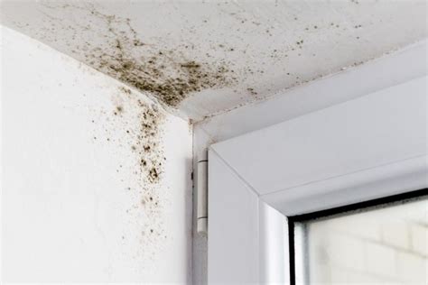 Mold needs a high amount of moisture to grow, so anywhere that fits that bill is a good place to look. Black Mold in the Bathroom? Learn How to Detect and ...