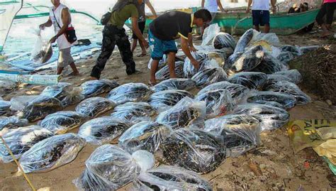 Often found in illegal synthetic marijuana products such as k2 and spice, can trigger paranoia. Illegal wildlife traffickers turn to Facebook to do ...
