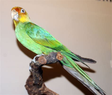 Carolina Parakeet Birdforum Opus Birdforum