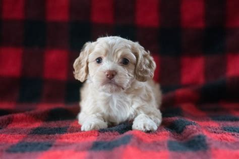 We did not find results for: Bichon Frise puppy dog for sale in Akron, Ohio