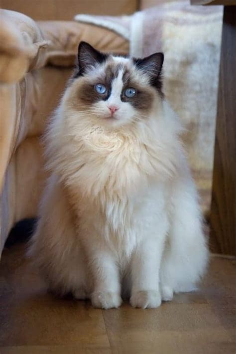 Ragdoll Cat Breed Profile Cattylicious Cats And Kittens