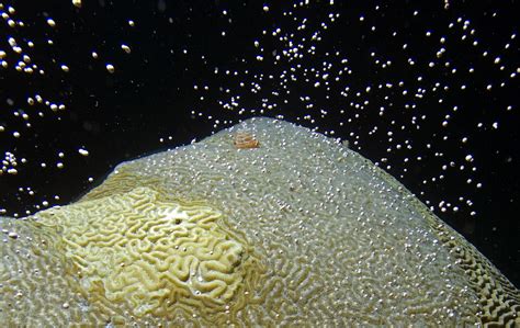 Coral Spawn Confetti Coral Spawn