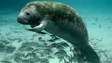 Newsela Endangered Species The West Indian Manatee
