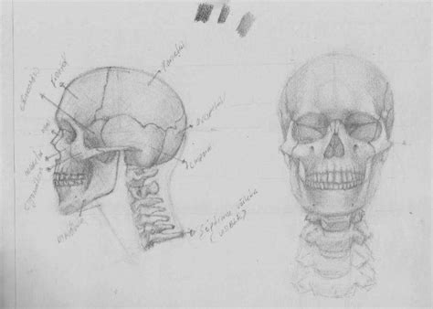 Sketch Skull Drawings In Pencil