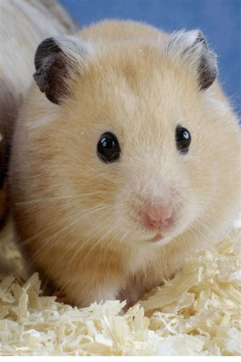 Hamster Hamsters Pinterest