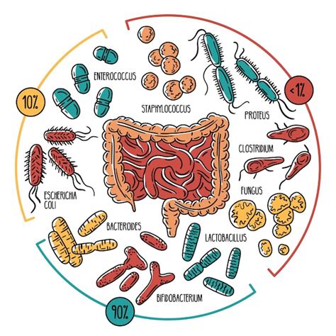 Premium Vector Infographics Of The Human Intestinal Flora Gut