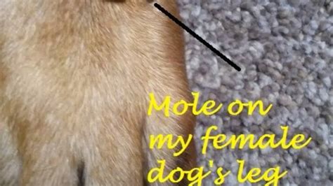 Are Moles Poisonous To Dogs Find Out The Facts Now