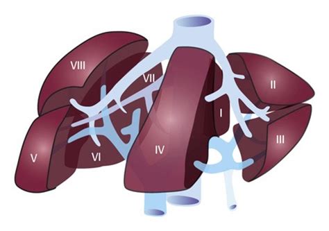 Free online quiz diagram of liver lobule. Operations on the liver :FAQ - hpblondon.com