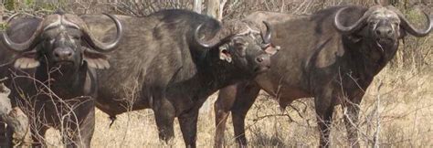 Cape Buffalo Hunting In South Africa Big Game Hunting Adventures