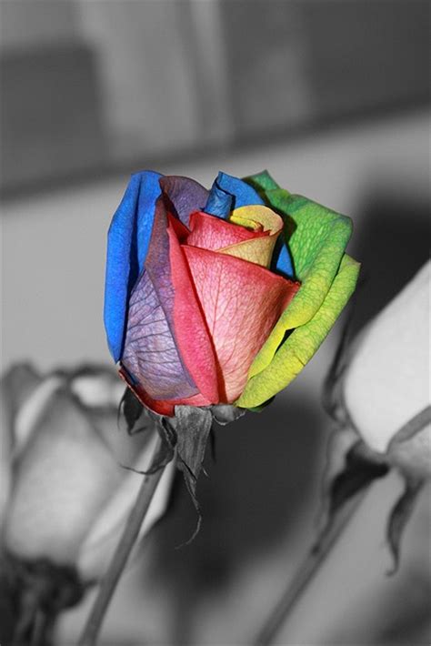 Are you looking to teach your kids a little bit more about nature? 116 best images about Decorative Tie-Dye Flowers on ...