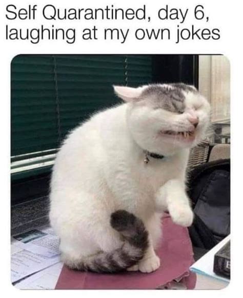 Best Cat Memes Of 2020 Funny Cat Memes Funny Instagram Memes Funny