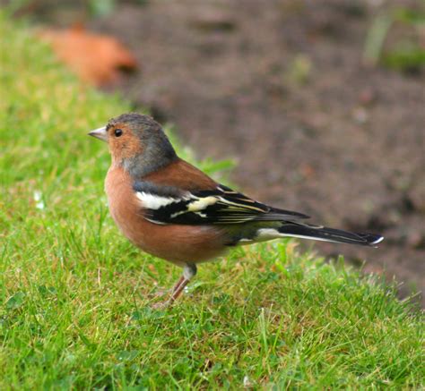 20 Most Common Irish Garden Birds Easy Identification Guide