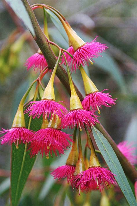 Pin By 없음 여유 On 예뻐서 Australian Flowers Australian Native Flowers