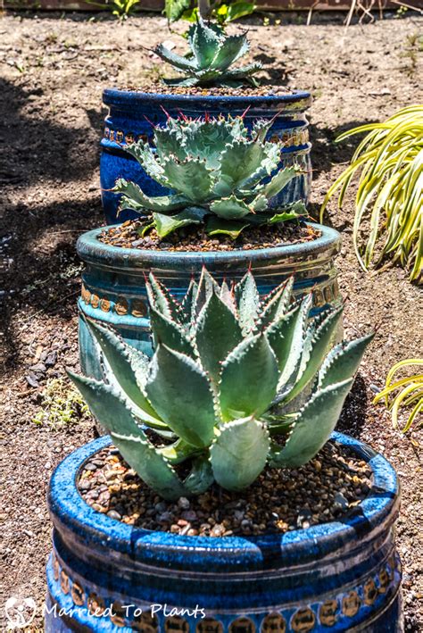 I guess i won't be able to plant a single 8x8 and raise a chicken anymore, haha. Putting agaves in pots to make them stand out in the landscape