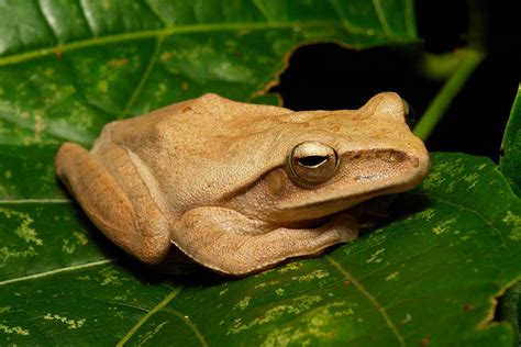 Sinophile Golden Tree Frog Common Tree Frog Four Lined
