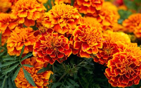 Plants Orange Flower African Marigold Born In North And South America