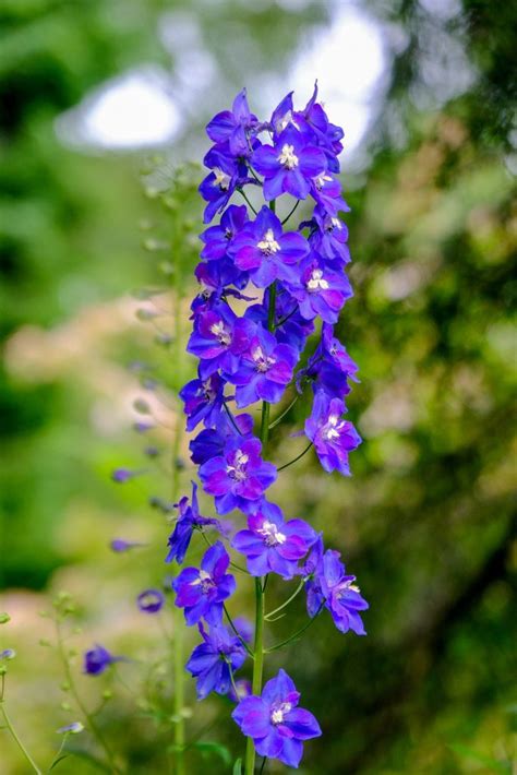 What's your birth month flower? July birth flower: Larkspur & Water Lily - Growing Family