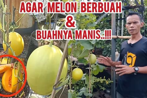 Anti Gagal Panduan Lengkap Merawat Tanaman Melon Di Polybag Agar